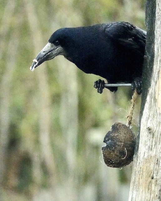 rook